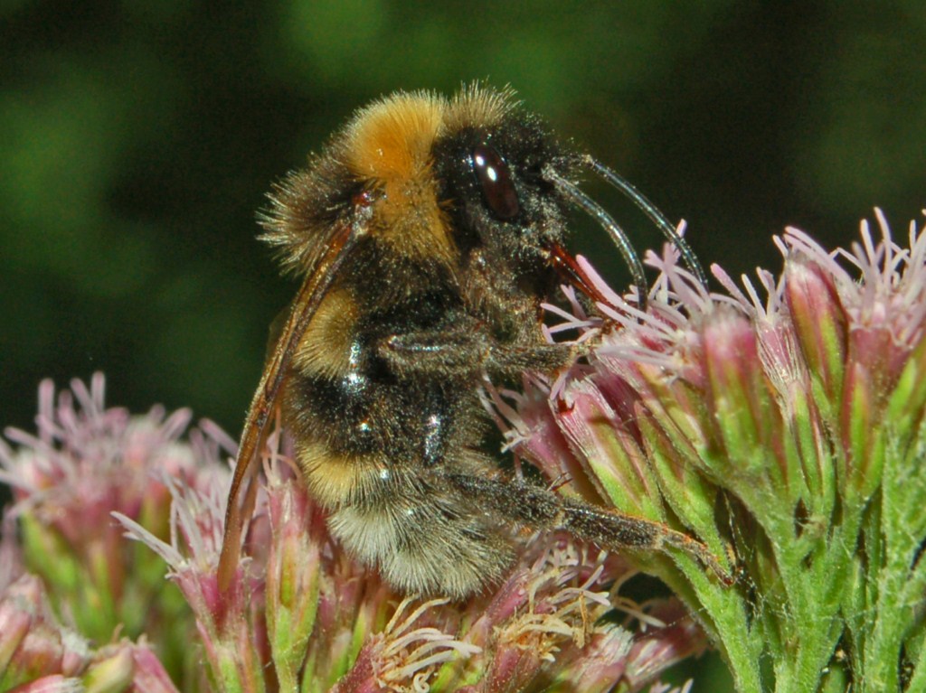 Un Bombus da identificare